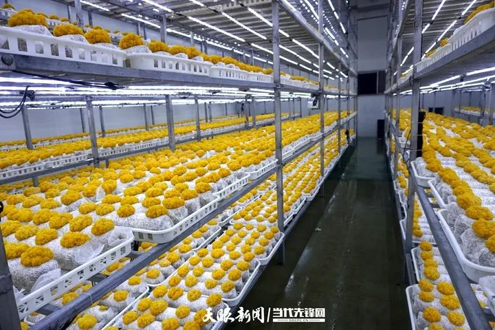 17482747607524.jpg k豆钱包