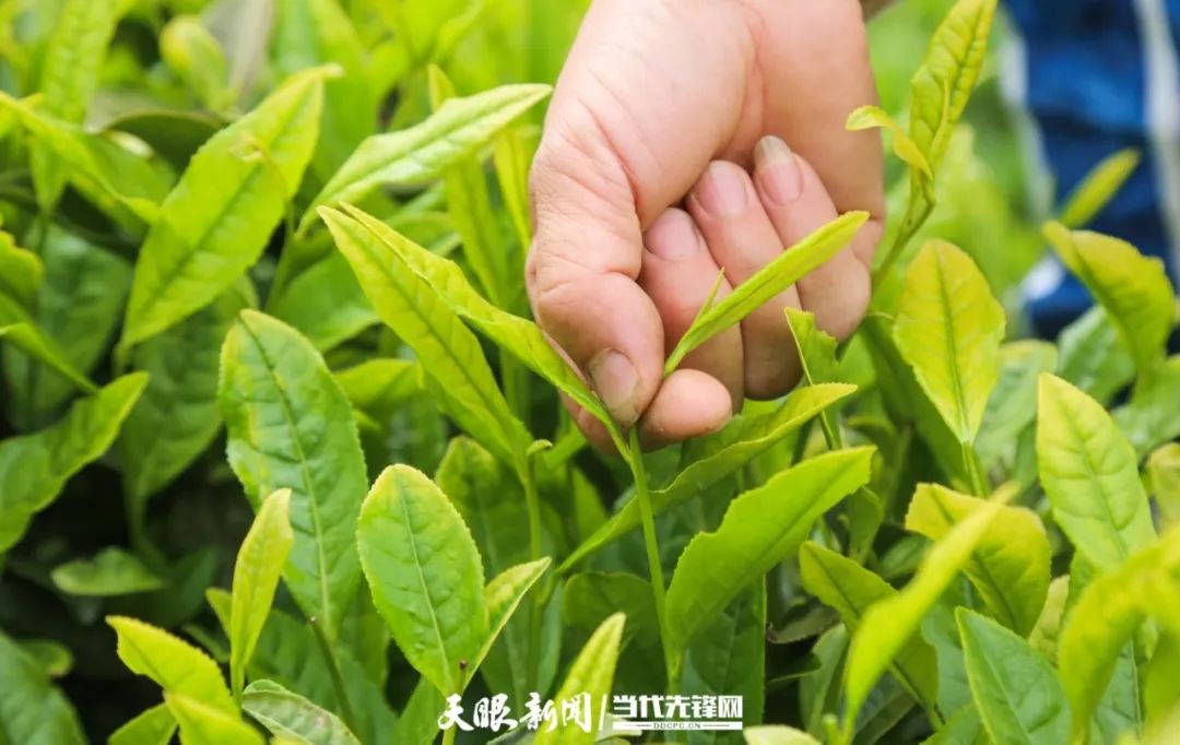 17490269344307.jpg k豆钱包